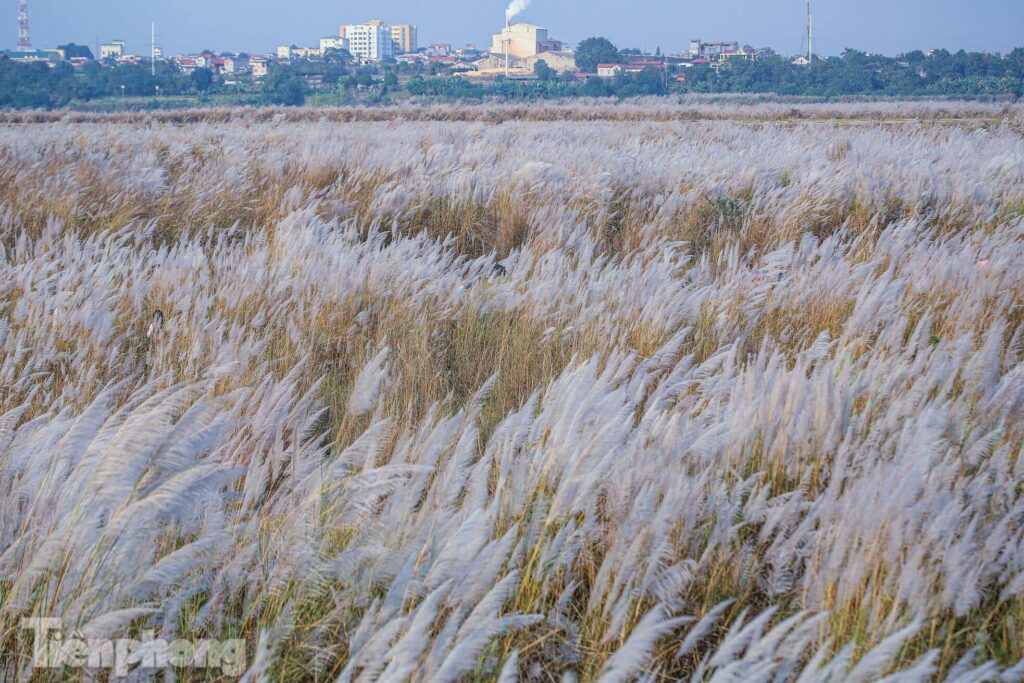 bãi cỏ lau ba vì